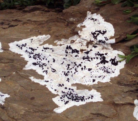 Licheni da identificare - 2